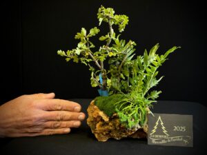 JC04-18 ROCA DE CATAEGUS