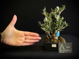 JC04-27 ACEBUCHE MULTITRONCO