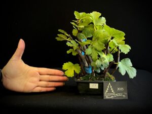 JC04-28 BOSQUE HIGUERA