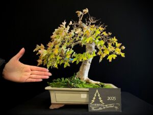 JC04-30 ACER BUERGERIANUM