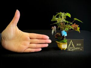 JC04-31 ACER PALMATUM