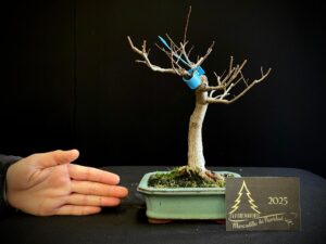 JH36-04 olmo siberiano