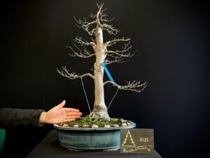 JH36-10 olmo siberiano