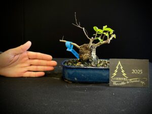 JH36-16 olmo siveriano