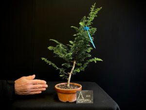 JL40-01 chamaesiparis