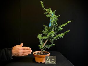 JL40-02 chamaesiparis