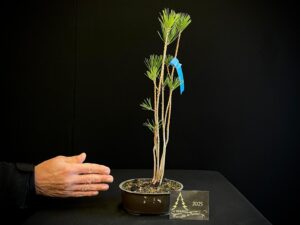 JL40-04 bosque pino thum