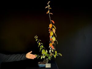 JL40-05 psycoseudonia