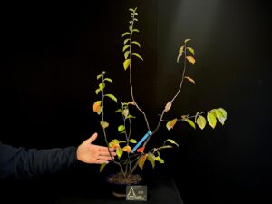 JL40-06 psycoseudonia