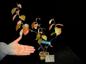 JL40-07 psycoseudonia