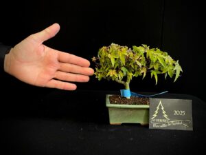 JL40-18 acer palmatum