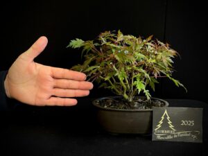 JL40-19 acer palmatum