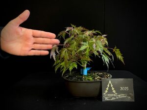 JL40-20 acer palmatum