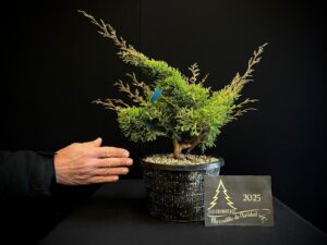 JL40-22 juniperus itoigawa