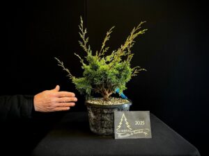 JL40-23 juniperus itoigawa