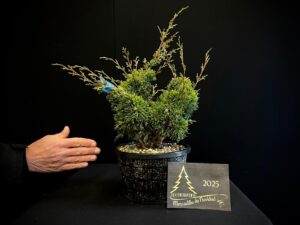 JL40-24 juniperus itoigawa