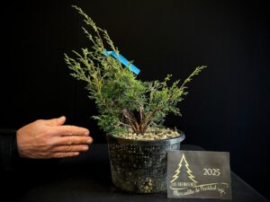 JL40-26 juniperus itoigawa