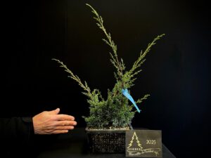 JL40-28 Juniperus chinensis kishu