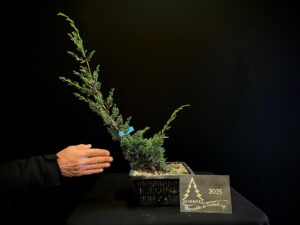 JL40-30 Juniperus chinensis kishu