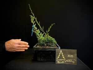 JL40-32 Juniperus chinensis kishu