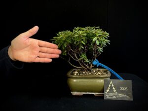 JL40-44 RHODODENDRON