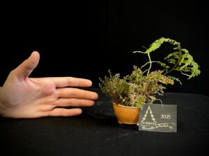 JM11-06 Planta de acento