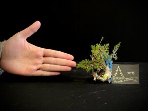 JM11-07 Planta de acento