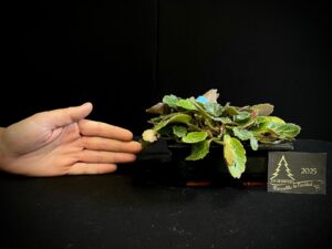 11. JM11-08 saxigfraga