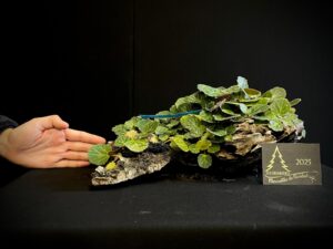 JM11-12 Saxigraga (madera)