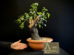 JM34-01 Prunus mahaleb