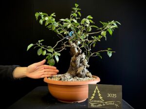 JM34-02 Prunus mahaleb