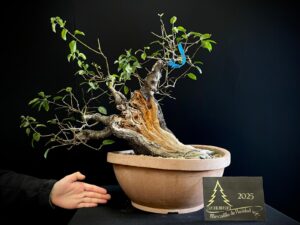 JM34-03 Prunus mahaleb