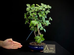 JMP17-01 LIGUSTRUM SINENSE