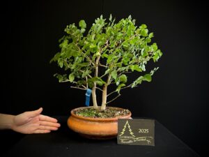JMP17-02 LIGUSTRUM SINENSE