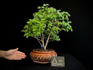 JMP17-03 LIGUSTRUM SINENSE