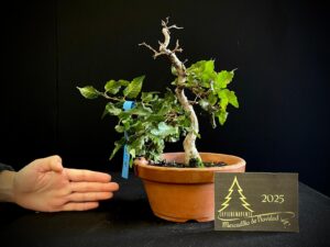 JQ33-01 carpe coreano