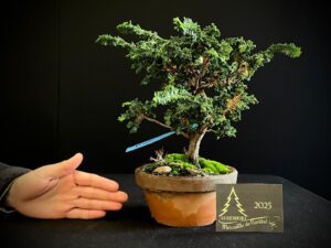 JQ33-04 SEKKA HINOKI