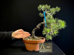 JQ33-05 PINUS SYLVESTRIS