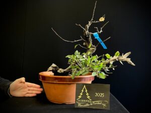 JQ33-08 PRUNUS MAHALEB