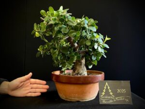 JQ33-10 FICUS PANDA