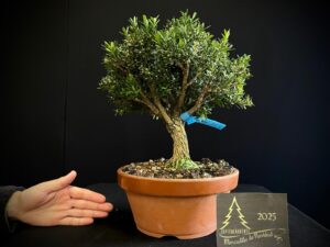 JQ33-11 BUXUS HARLANDII