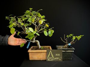 JRC06-02 LOTE DE MANZANOS