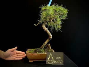 10. LC10-05 Pinus sylvestris