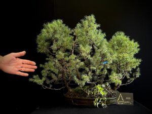 MAA27-01 BOQUE PICEA