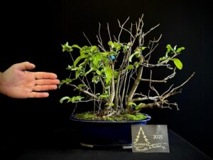 MAA27-02 CHAENOMELES JAPONICA