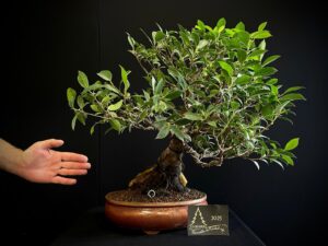 MAA27-04 FICUS