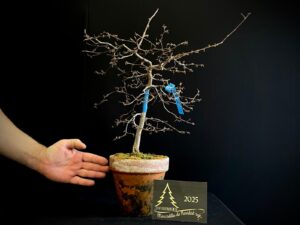 MAA27-05 CARPE JAPÓNICO