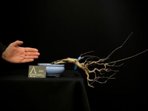 MAR30-05 GRANADO NEJIKAN