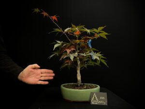 MAR30-06 ACER PALMATUM