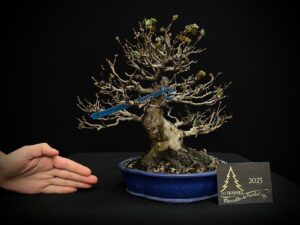 ML18-07 Acer burguerianum